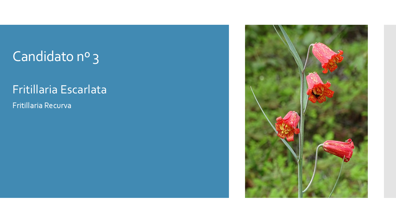 Scarlet Fritillary - Esp